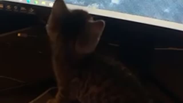 Kitty chases wrong mouse