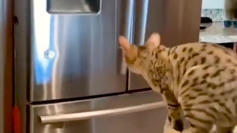 Cute Cat Trying to Jump on the Fridge - Funny Cat Videos 🐾