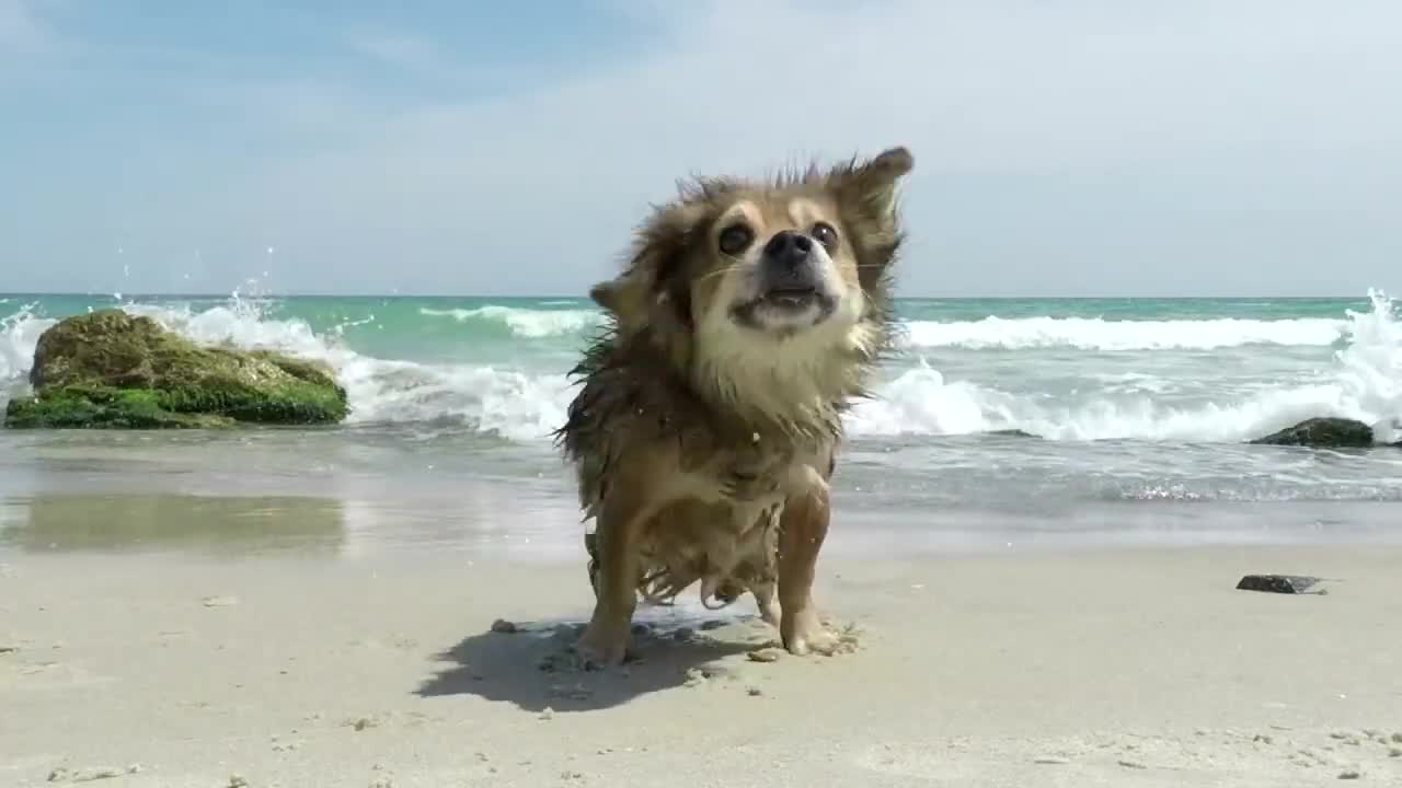 A day at the beach - wet dog from the sea