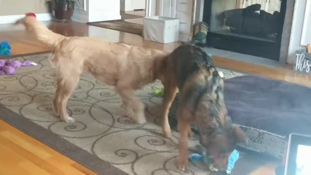 Two Dogs Playing a Fight