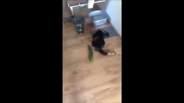 Cat vs cucumber #9 - Our Pets 🐶