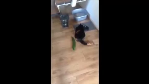 Cat vs cucumber #9 - Our Pets 🐶