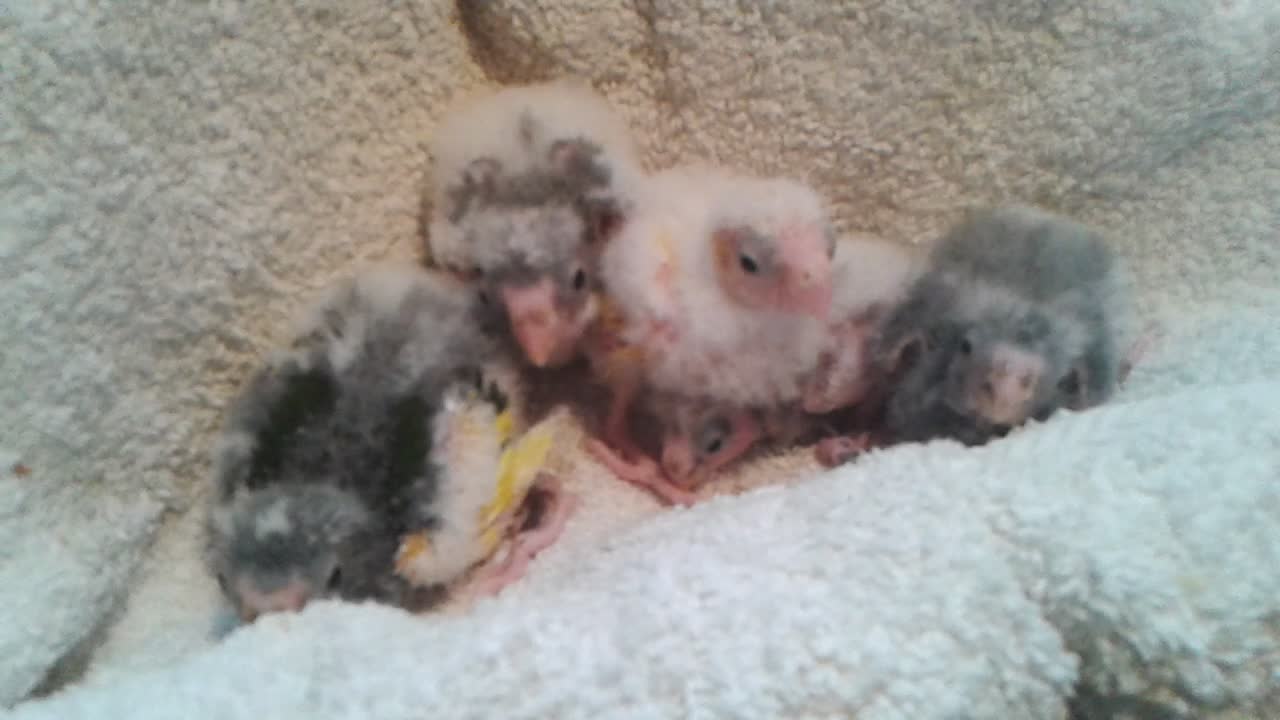 'Voice activated' baby parrots squawk on command