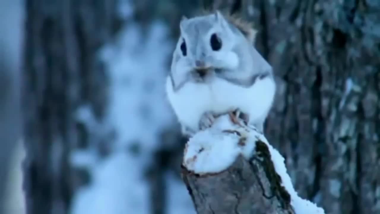 Siberian flying squirrels are the cutest on Earth