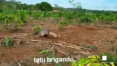 Armadillo taking some time tô relax