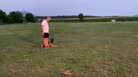 Belgian Malinois - IGP training