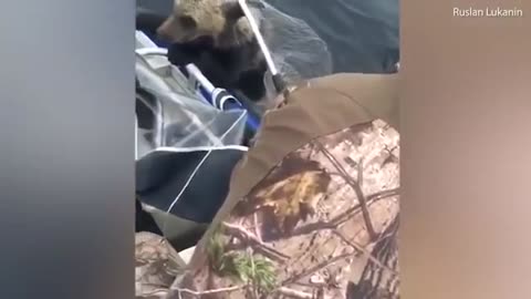 Fishermen rescue two drowning wild brown bear cubs from a Russian lake