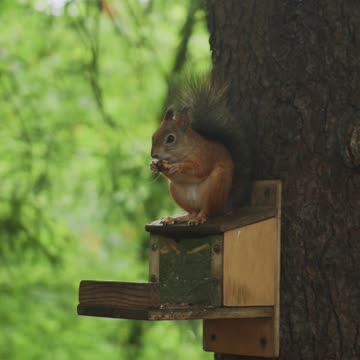 Nature and Wildlife 40