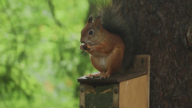 Nature and Wildlife 40