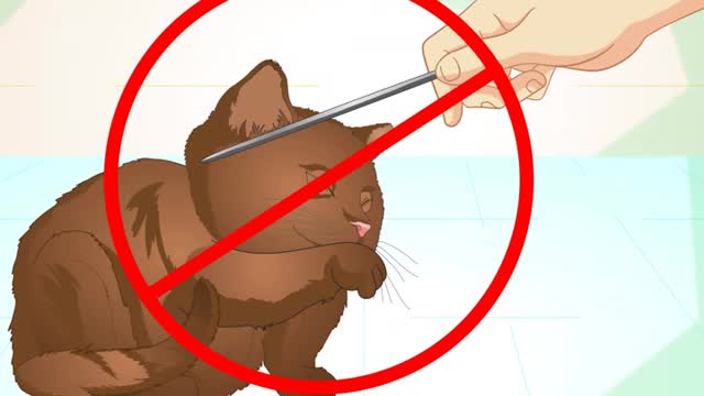 simple formulas to educate your cat