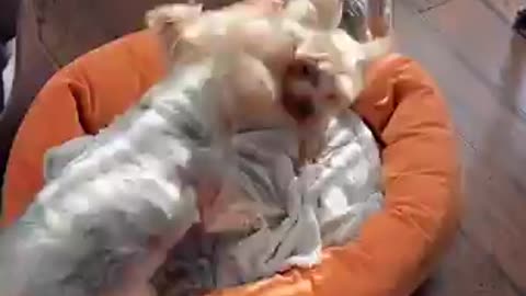 Funny dogs