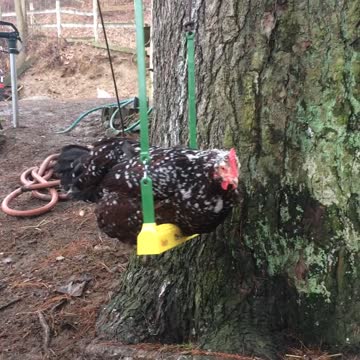 Chicken On A Swing!