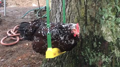 Chicken On A Swing!