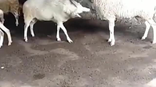 Goat Fight