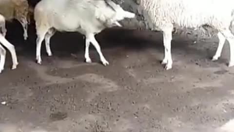 Goat Fight