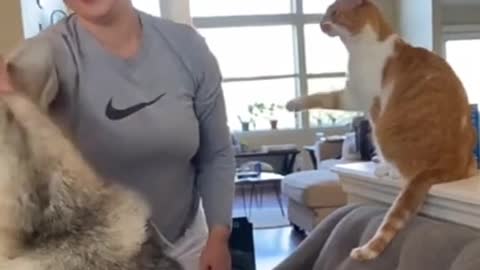 Celo Pet - Animais Engraçados/Funny Animals Channel