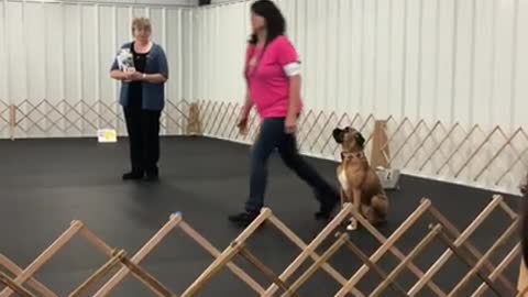 Funny dog training video| good training video| funny video