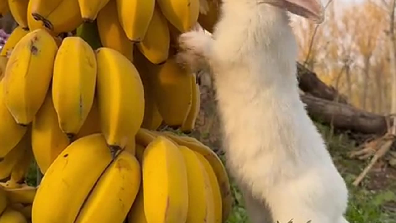 Bunny, I also have fresh bananas to eat.