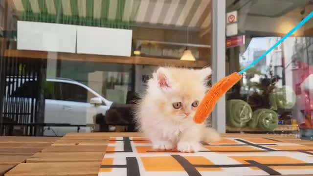 British Short Hair kitten video so lovely cat Teacup puppies