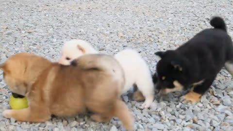 cute dogs playing with ball