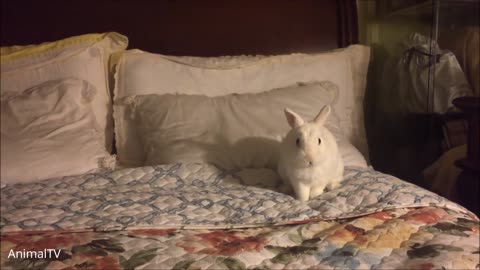 Cutest Funniest Rabbits ever