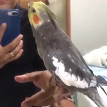 Cocktail bird standing on the hand of its owner in front of the woman and sings an amazing