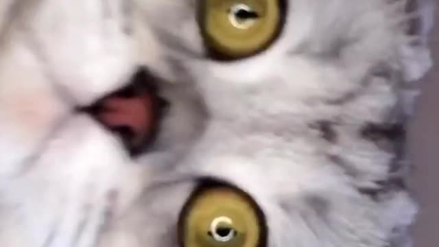 The cat is wondering Funny 😂😂😂😂