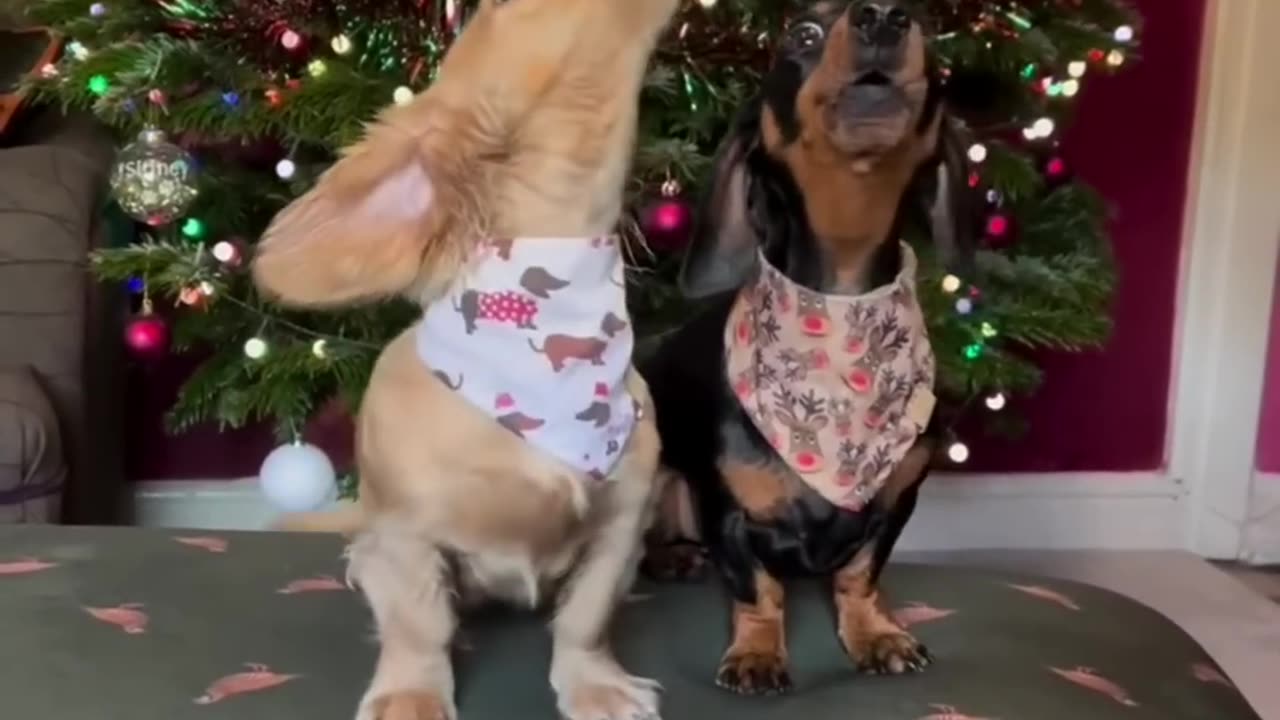 Funny videos, funny animals Hub, funny cats and dogs reactions, 🐕🤣😂,🤣funny 🐕😄