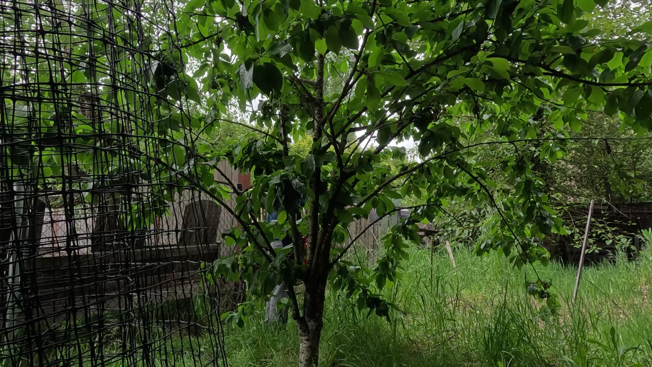 I NEED HELP! Going scorched-earth on the aphids attacking my Cherry tree.