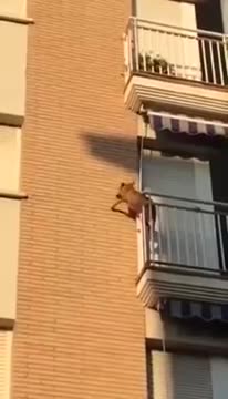 Tras sufrir horas sin agua y bajo el intenso sol, un perro se lanza del balcón