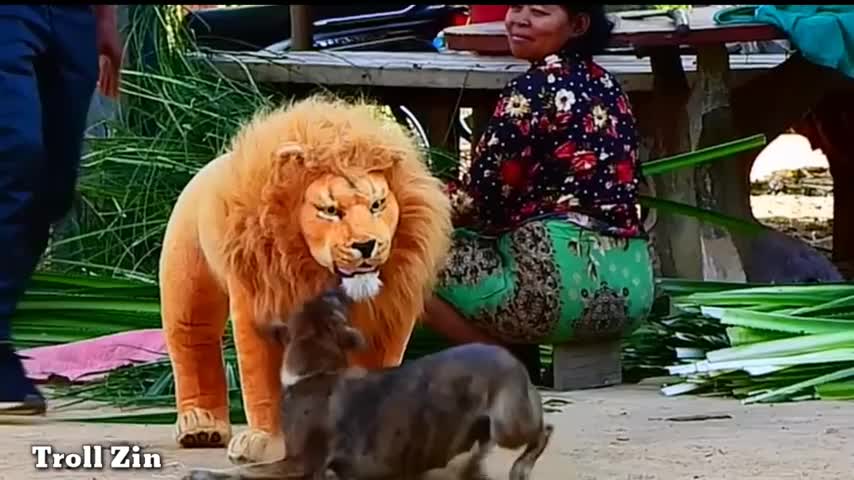 Fake tiger pranks on street dogs😂