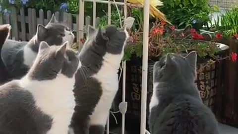 Cat and bird 🐦 funny video