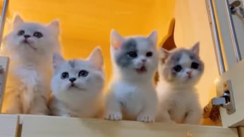 Funny cats