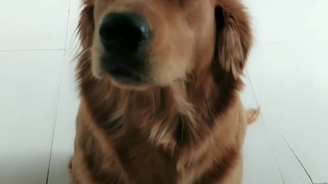 dog funny