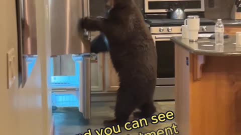 Watch This Bear's Disappointed Reaction After Finding No Food in the Fridge!