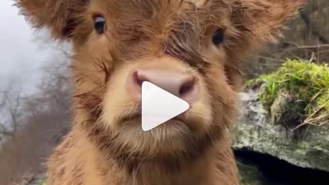 Cute baby cow