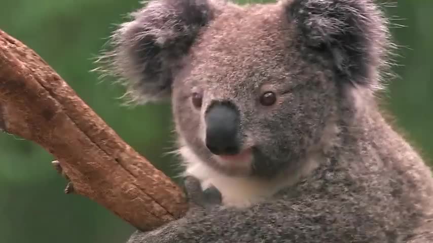 What Do Ultra Small Animals Do Every Day?