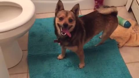 Brown dog climbing bathtub and gettin ball