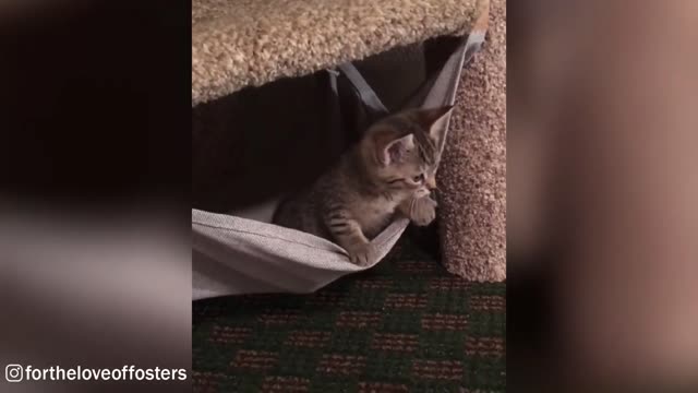 Kitten Loves Her Hammock