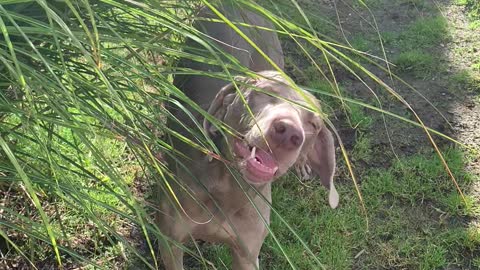 Curious Dogs Chow Down On Leaves From Plant