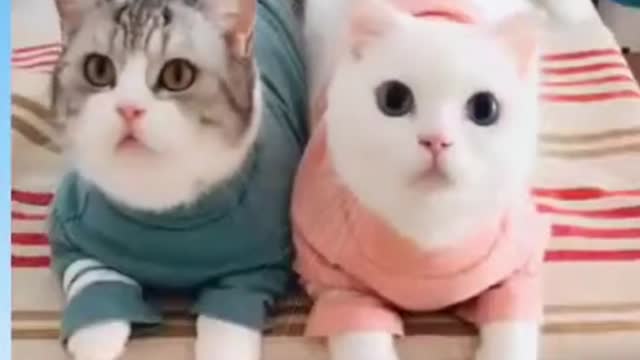 Baby cats😻 funny cats😸 cute cats🙀 #shorts