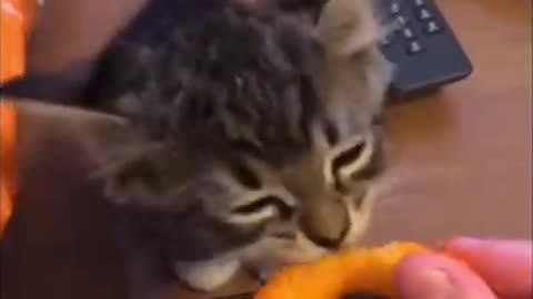 Kitty eating Cheetos