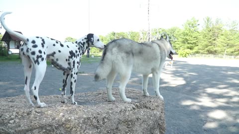 Luna playdate in dog park: fun with a husky