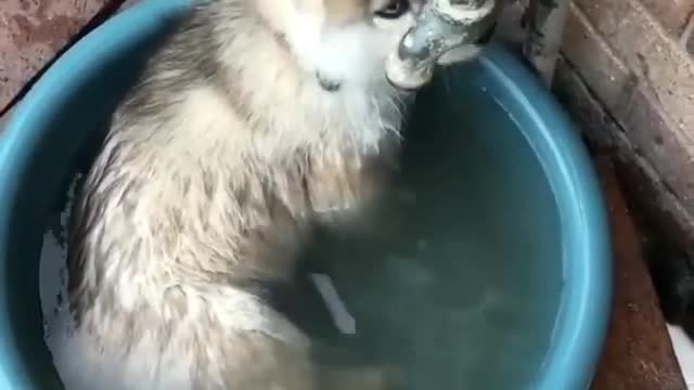 The dog is playing with the cat