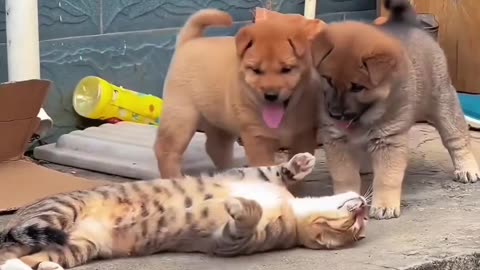 Two Cute Baby dogs Playing with Cat