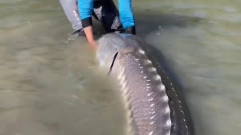 What kind of Fish ?