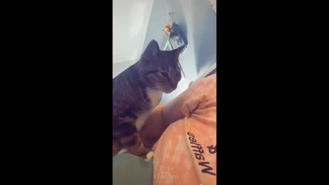 Some cats having fun part 2