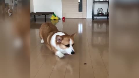A dog walking slowly