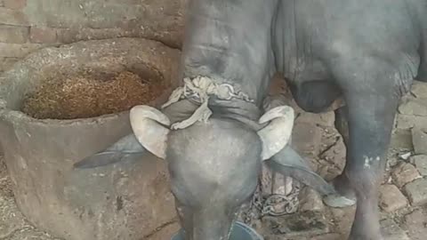 Buffalo 🐃🐃 drinking water 💦