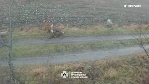 🤫Border guards know everything: even where wild boars go at night This time,